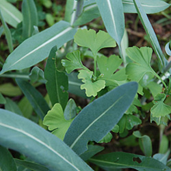 Waidginko